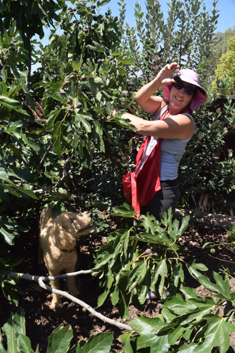 Woman picking figs