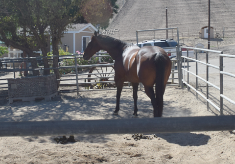 Horse in coral