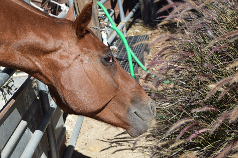 Horse behind fence reaching for grass