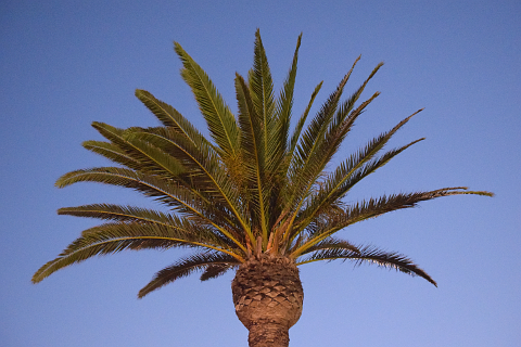 Palm tree lit from below