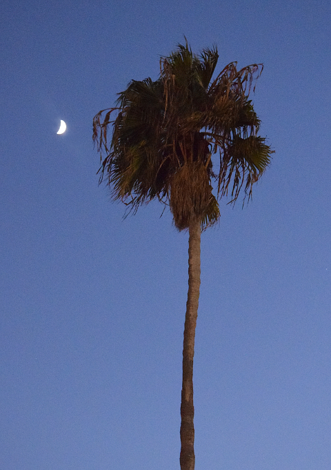 Palm tree and crescent moon
