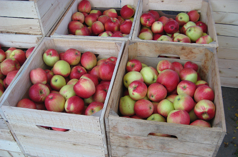 Apples