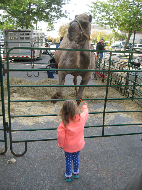 Little girl feeding carrots to a camel
