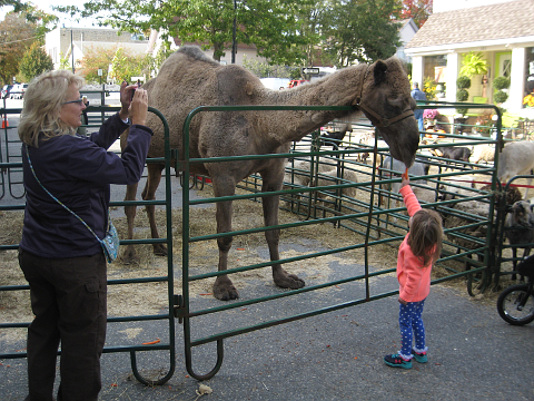 Woman photographing camel and girl