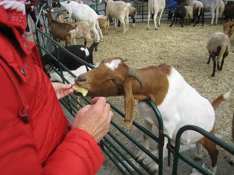 Goat being hand fed an apple slice