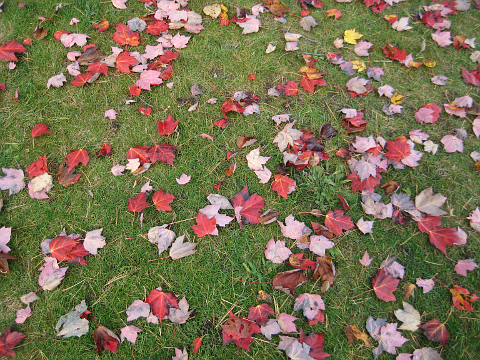Fallen leaves on lawn