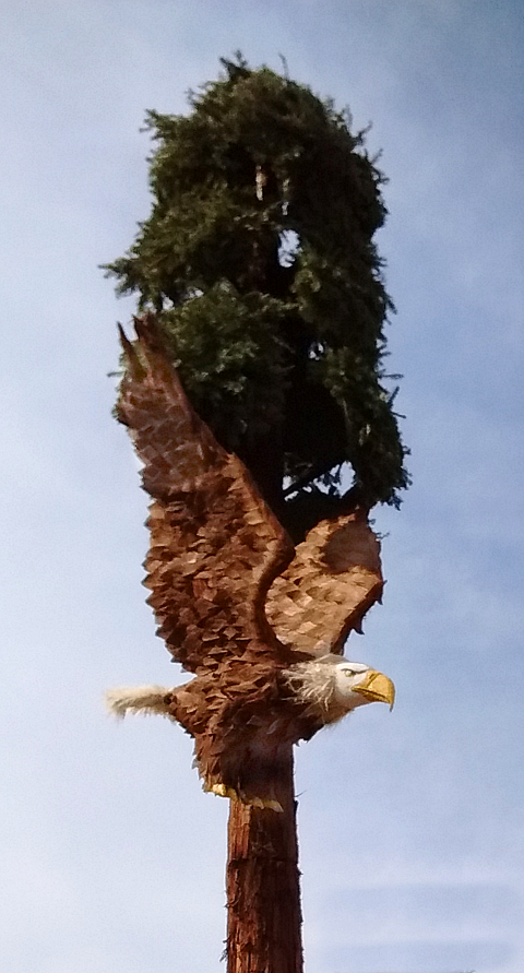 Eagle and redwood tree