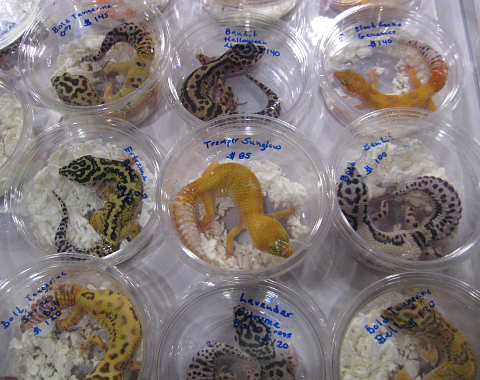 Small colorful lizards in tubs