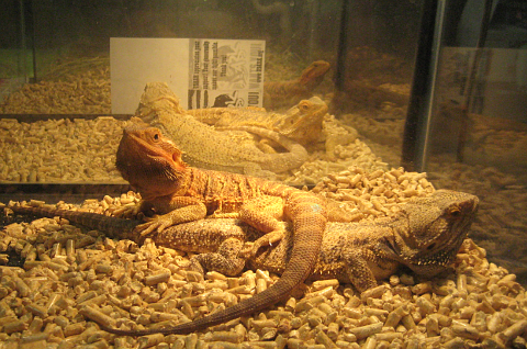 Row of lizards in tanks