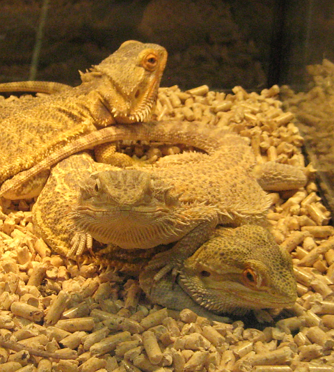 Three lizards