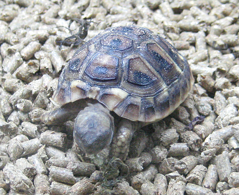 Tiny tortoise