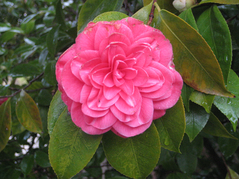 Camillia blossom