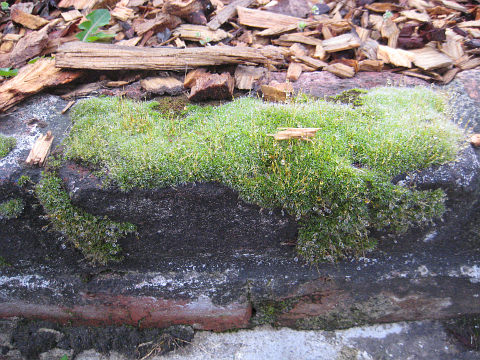 Moss
