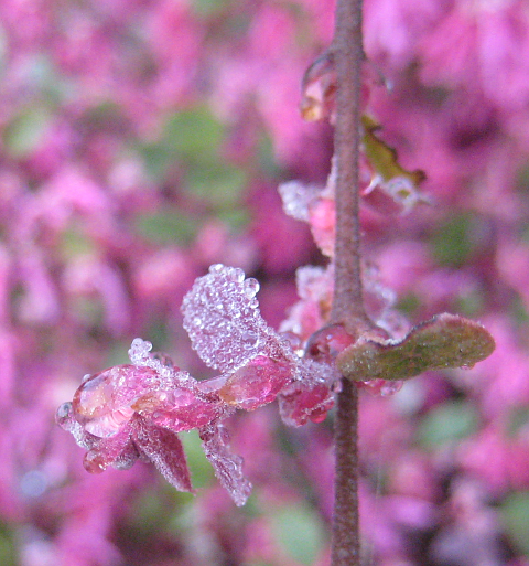 Dew laden petals