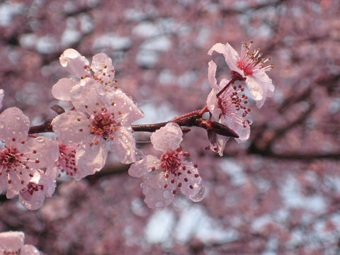 Plum flower