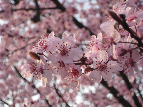 Plum flower
