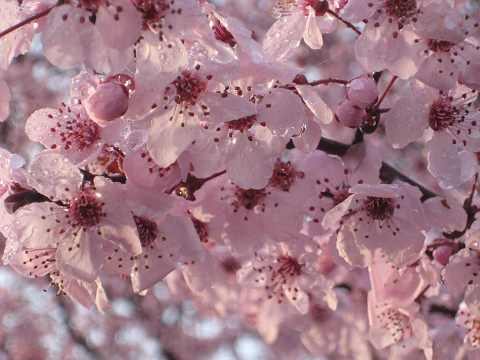 Plum flower