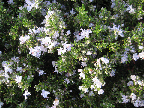 Rosemary