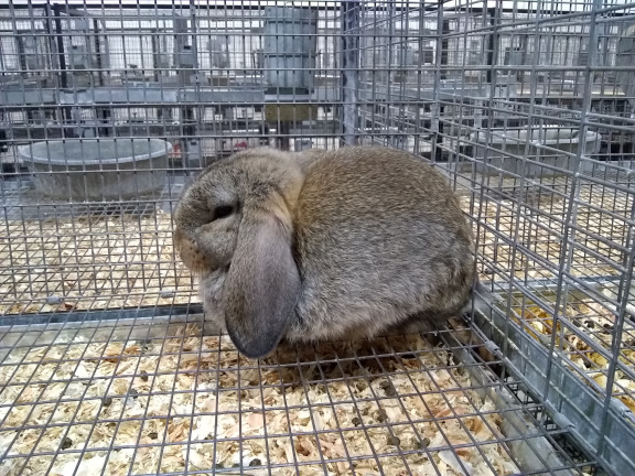 Rabbit