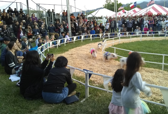 Pig race