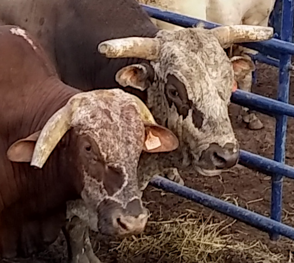 Detail of cattle heads