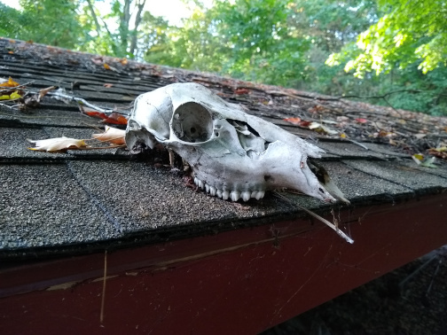 Deer Skull