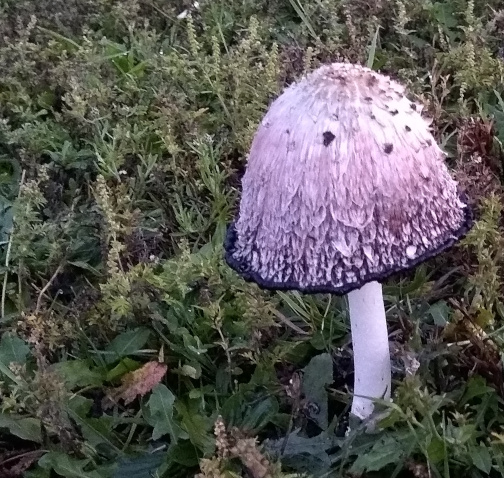 Mushroom