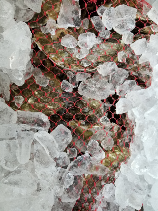 Shellfish on ice