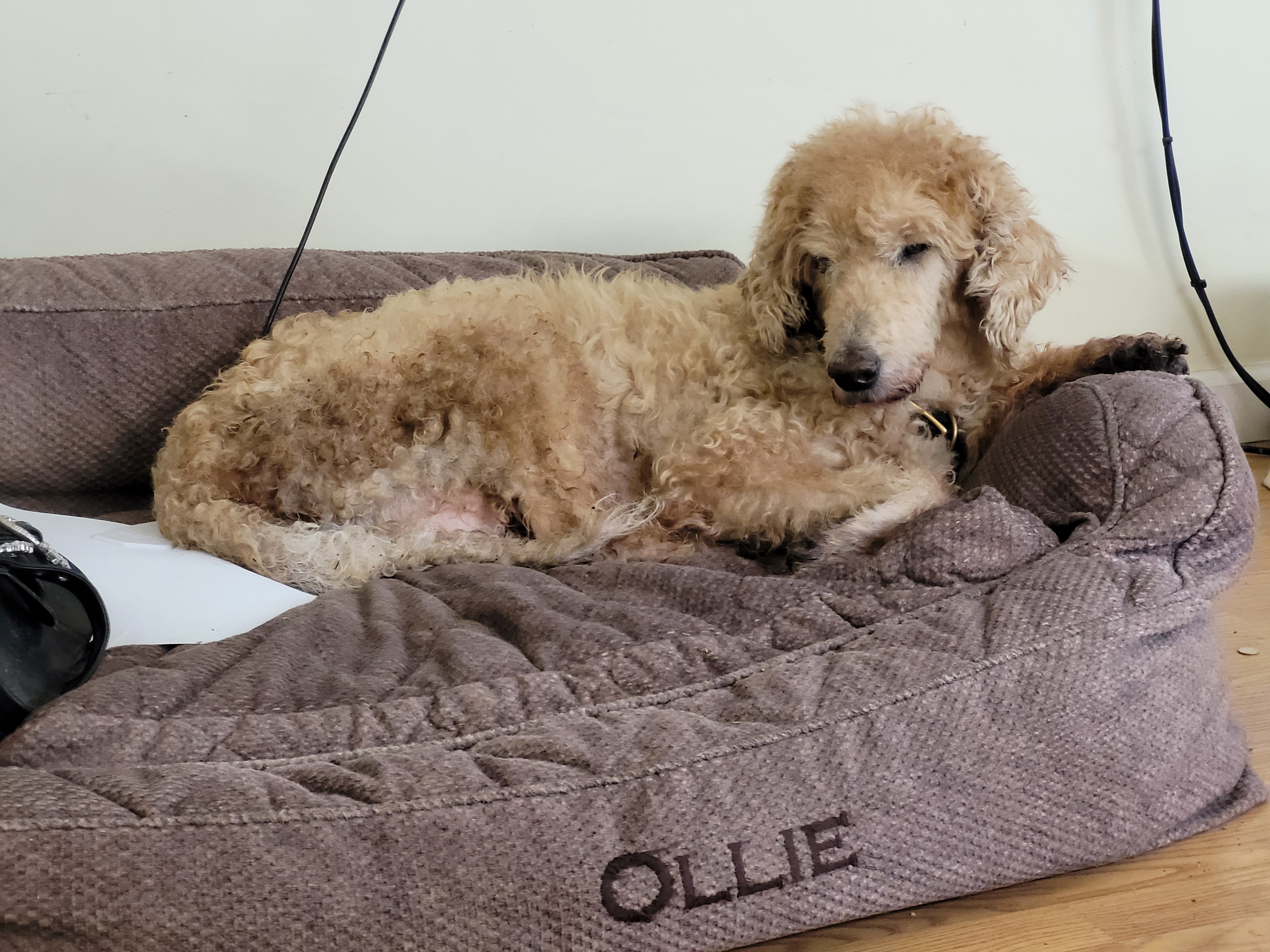 Ollie, a labradoodle, in bed