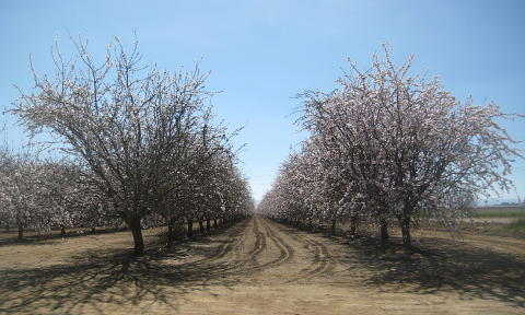 Rows of almond trees