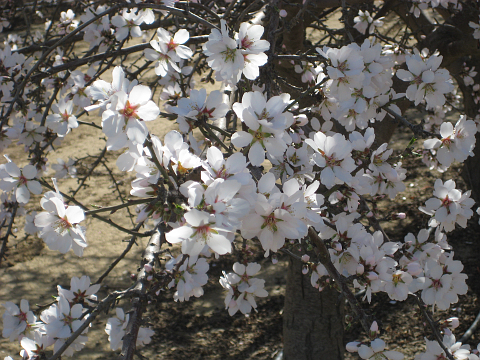 Almond flowers