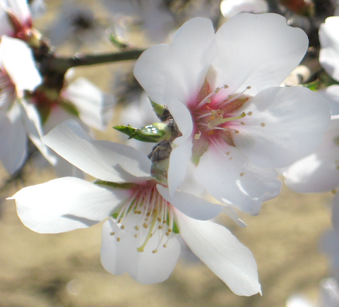 Almond flower detail
