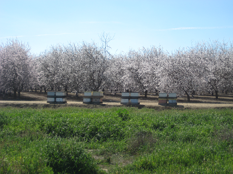 Beehives amid almond trees