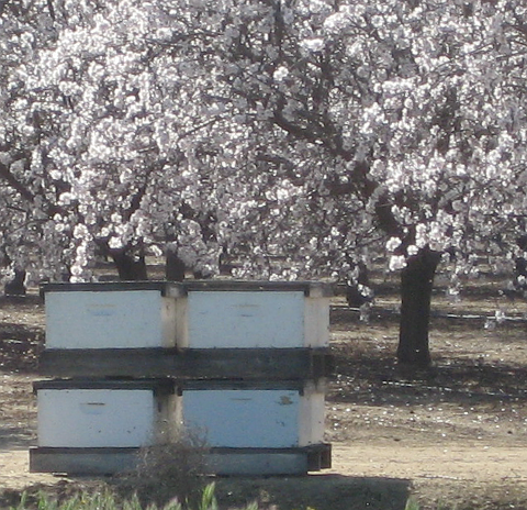 Pallet of behives under a tree