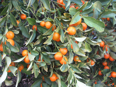 Kumquats on tree