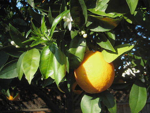 Orange, Blossoms, and new growth