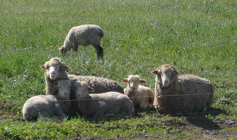 Sheep and lambs grazing