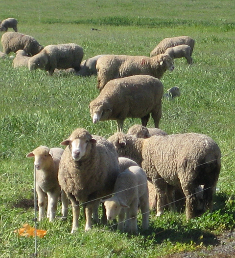 Sheep and lambs grazing
