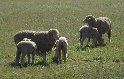 Sheep and lambs grazing