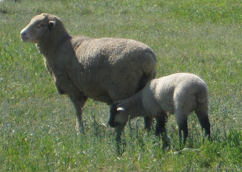 Sheep and lambs grazing