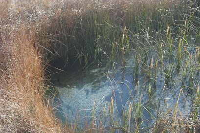 Blue spring in the desert