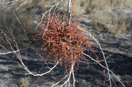 Closeup of mistletoe