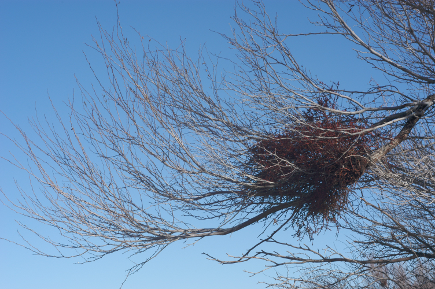 Mistletoe on branch
