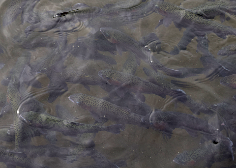 Fish near the surface