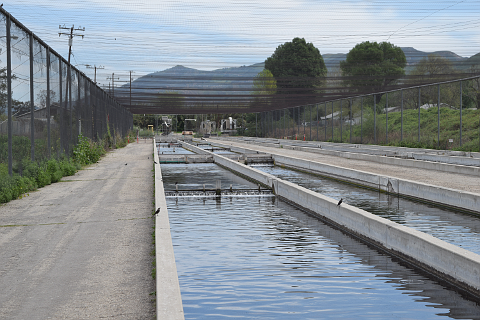 Oblique view of hatchery