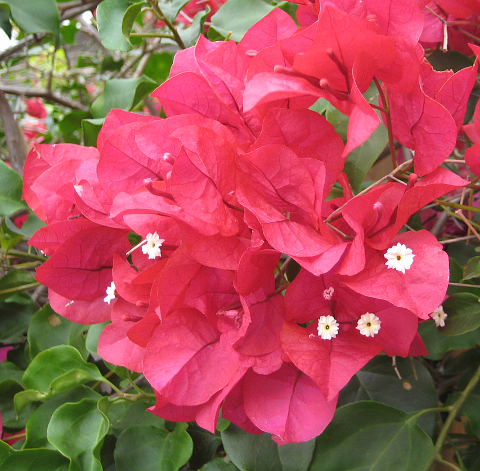 Red Bougainvillea Leaf Clusters