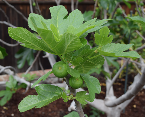 Oblique view of hatchery