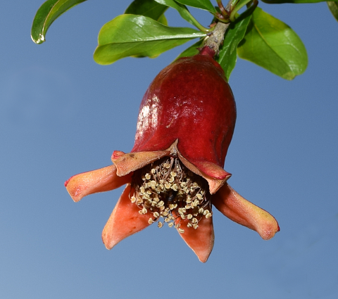 Growing pomegranate
