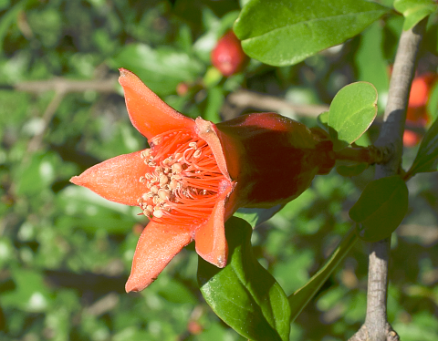 Pomegranate flower