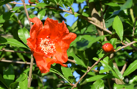 Pomegranate flower